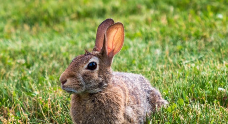 Os coelhos são animais peludos e orelhudos que encantam com sua fofura, mas guardam muito mais do que aparentam.