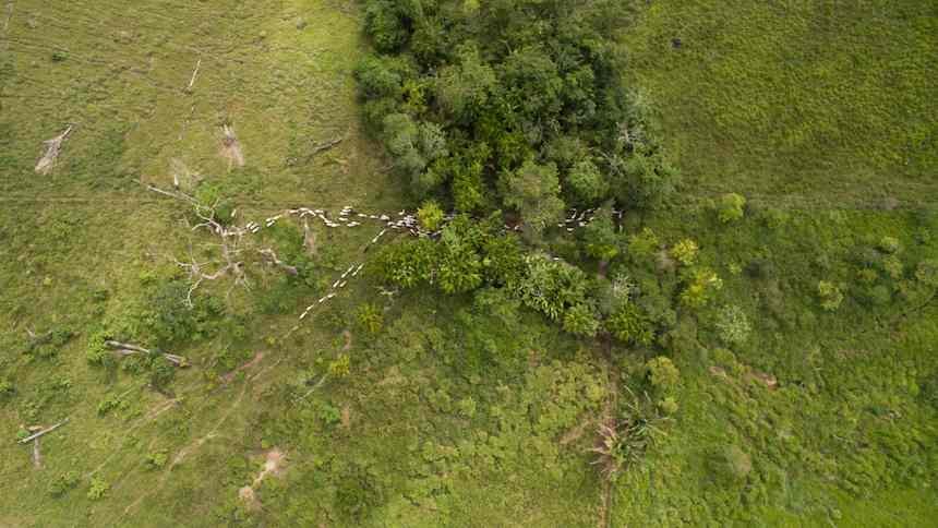 pecuária regenerativa amazônia JBS