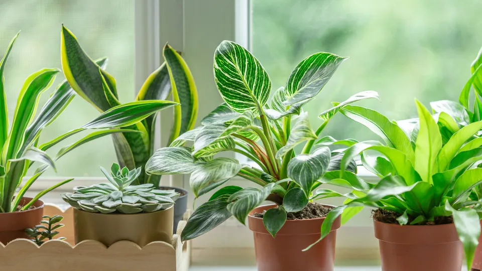 Plantas que atraem dinheiro e boa sorte para sua casa