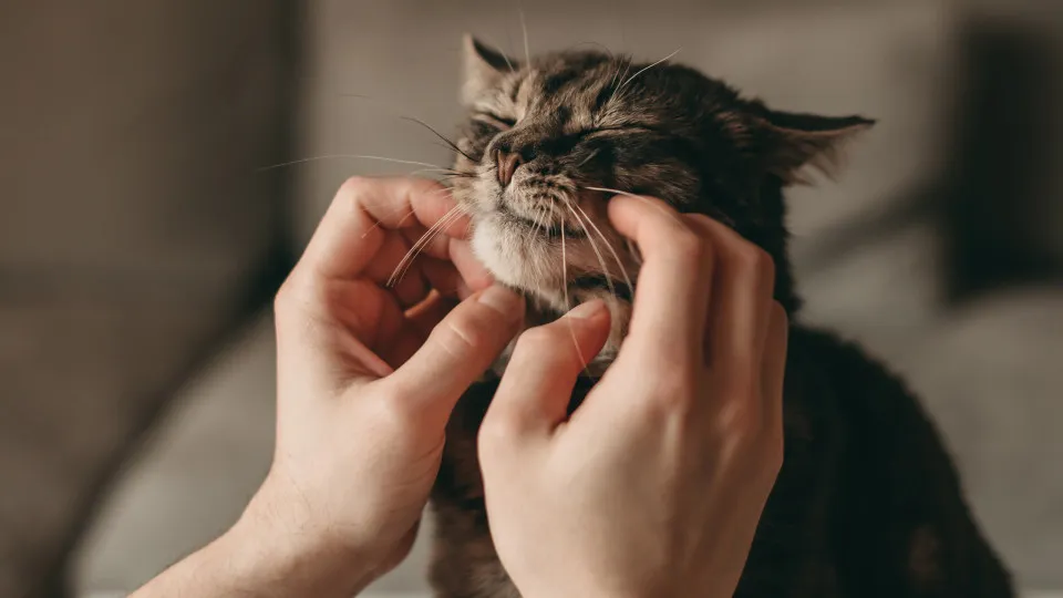Descubra como é que um gato pode melhorar a sua saúde