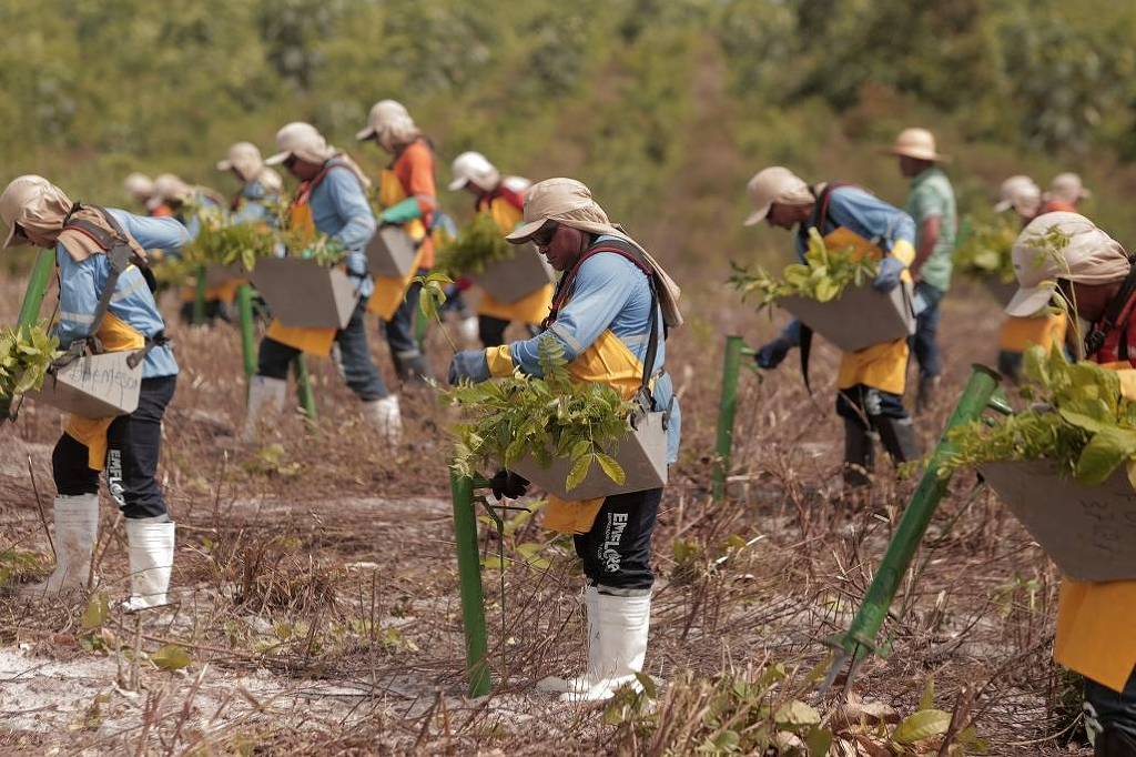 Mercado de carbono: Empresas priorizam restauro florestal – 14/10/2025 – Ambiente