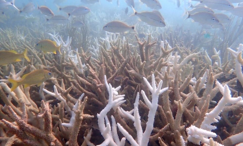 Onda de calor marinha torna duas espécies de coral ‘funcionalmente extintas’ na Flórida, alerta estudo