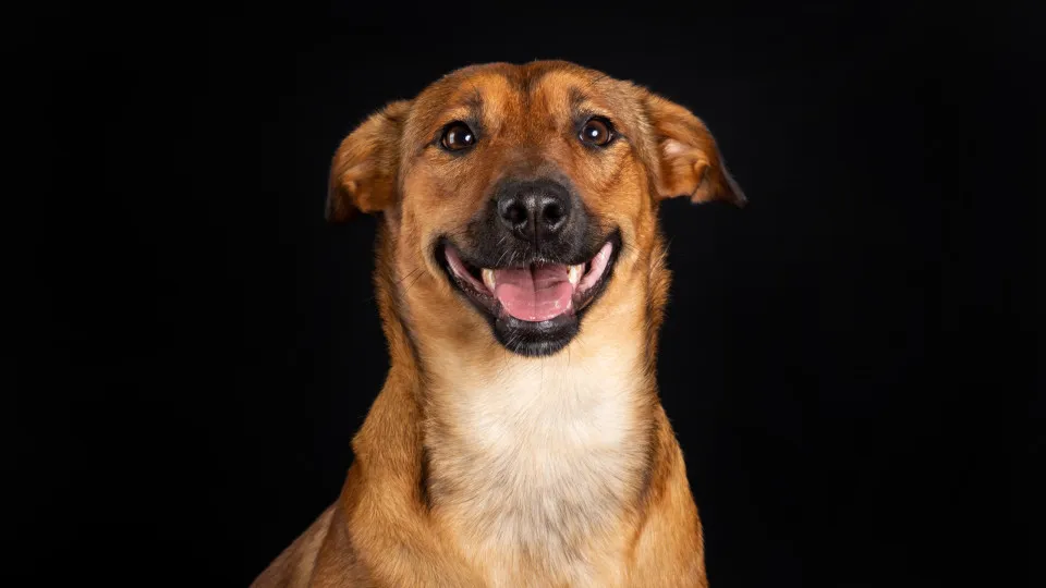 Vira-lata é um dos melhores cães para quem tem filhos pequenos