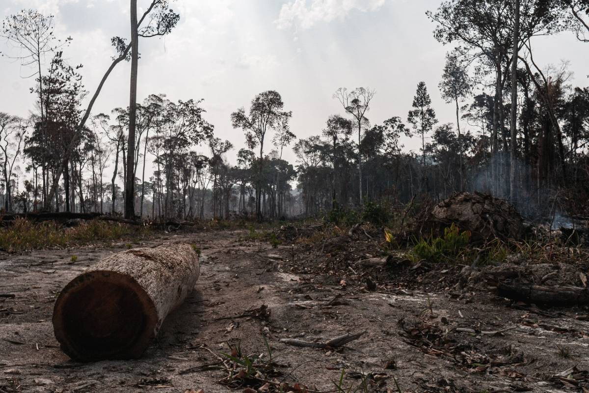 COP30: O que é TFFF? Fundo faz desmatamento doer no bolso – 14/11/2025 – Deborah Bizarria