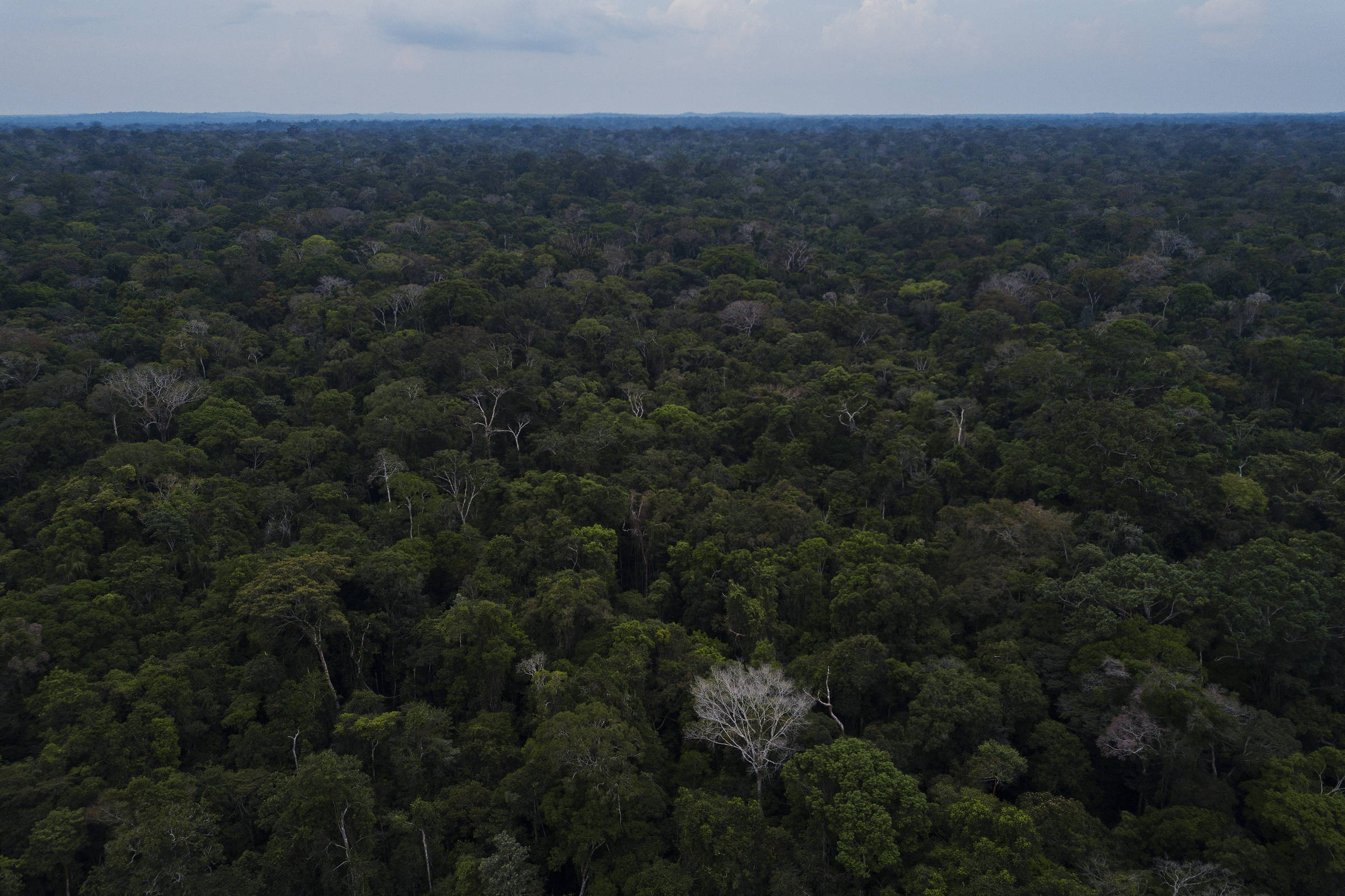Mercado de carbono usa COP30 para voltar aos holofotes – 24/11/2025 – Ambiente