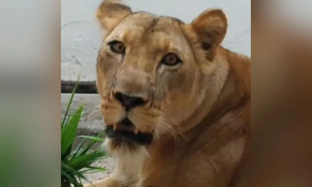 Leoa que atacou invasor na PB não será sacrificada
