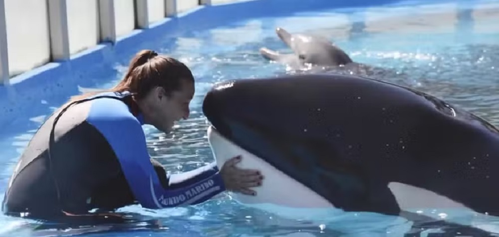 Morre a orca Kshamenk na Argentina