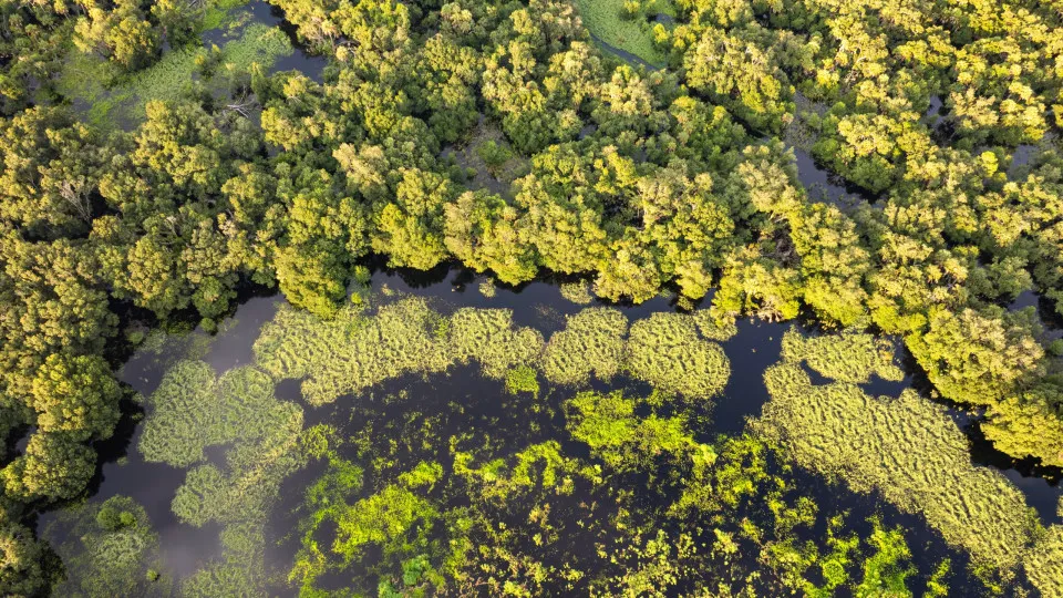 Por que bactérias carnívoras e mortais estão se espalhando tanto ultimamente