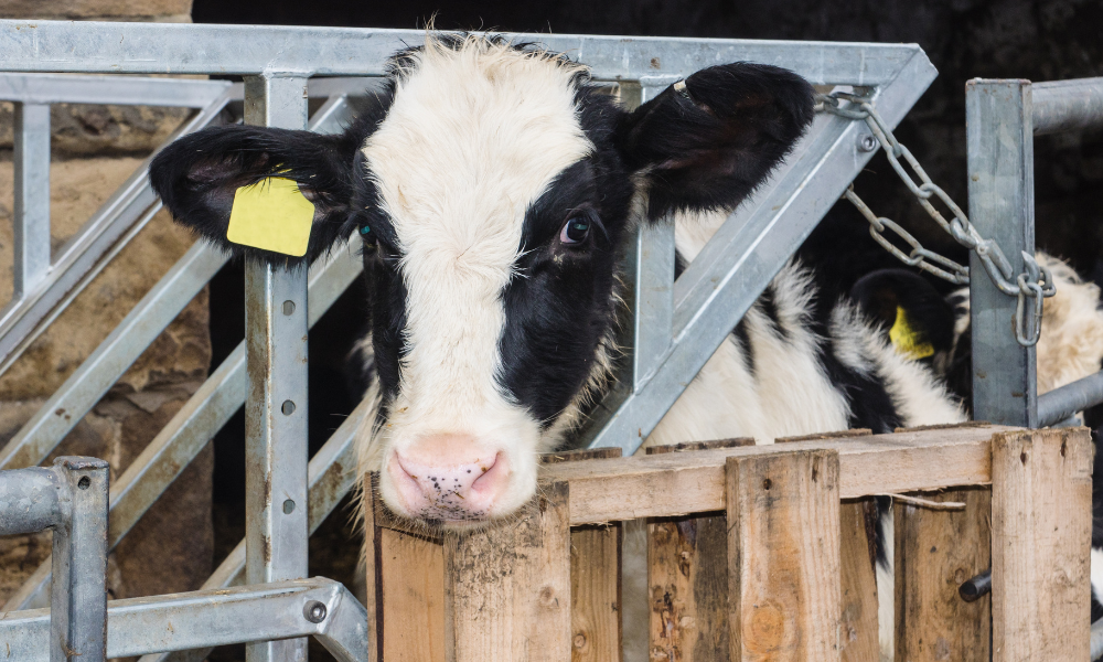 Projeto aprovado na Câmara coloca proteção animal em perigo, dizem especialistas