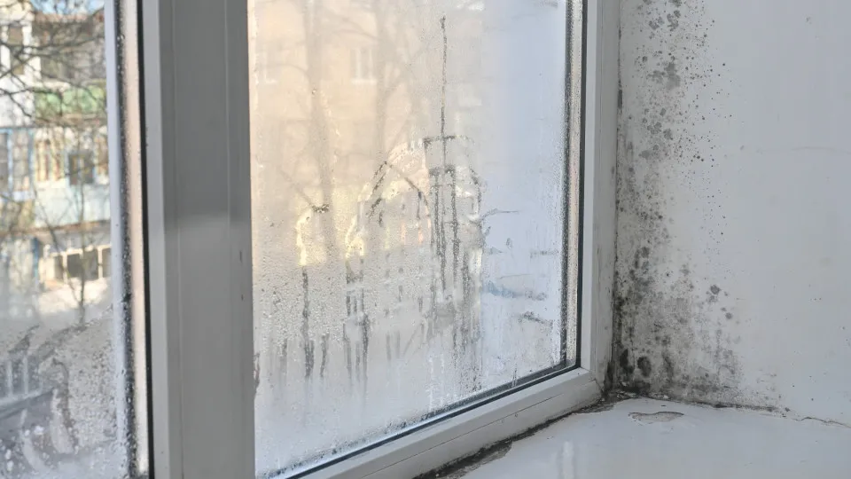 Umidade e mofo em casa? Hábitos simples ajudam a evitar o problema