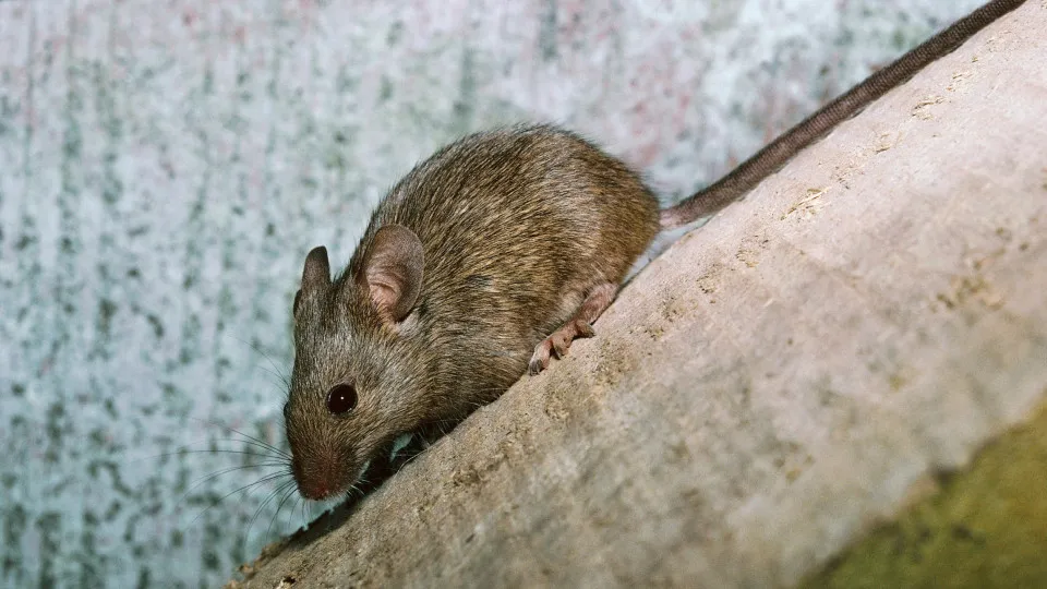 Peste Negra está ativa nos EUA — e já fez vítima fatal em 2025